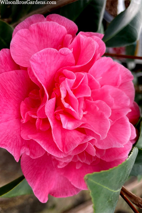  Marie Bracey Camellia Japonica - 3 Gallon Pot