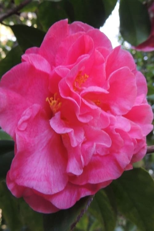  Marie Bracey Camellia Japonica - 3 Gallon Pot
