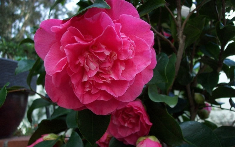  Marie Bracey Camellia Japonica - 3 Gallon Pot