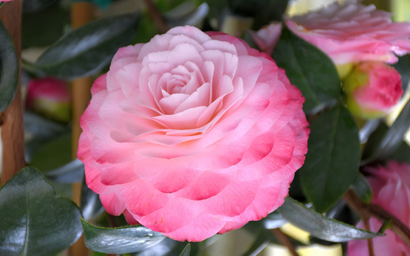  Nuccio's Pearl Camellia Japonica - 3 Gallon Pot
