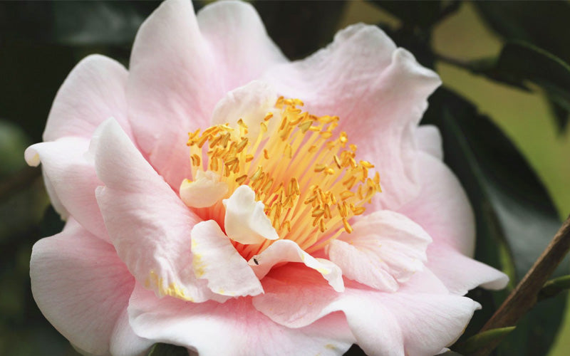  Moonlight Bay Camellia Japonica - 3 Gallon Pot