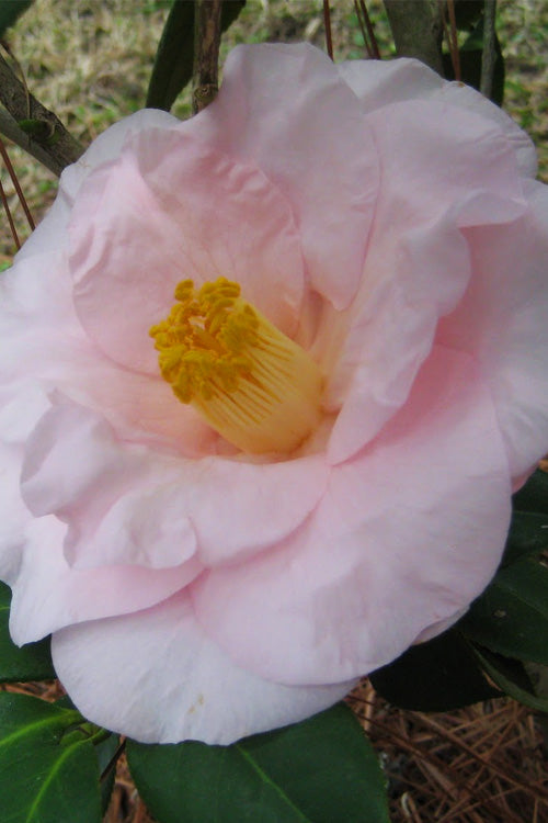  Moonlight Bay Camellia Japonica - 3 Gallon Pot
