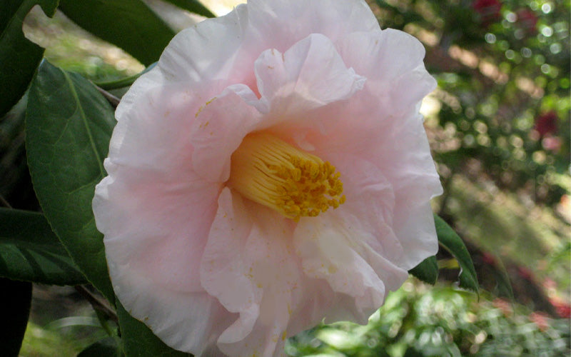  Moonlight Bay Camellia Japonica - 3 Gallon Pot