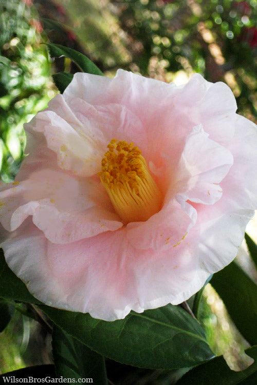  Moonlight Bay Camellia Japonica - 3 Gallon Pot