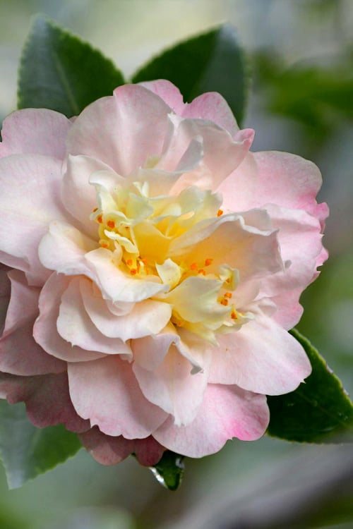  Nina Avery Camellia - 1 Gallon Pot 