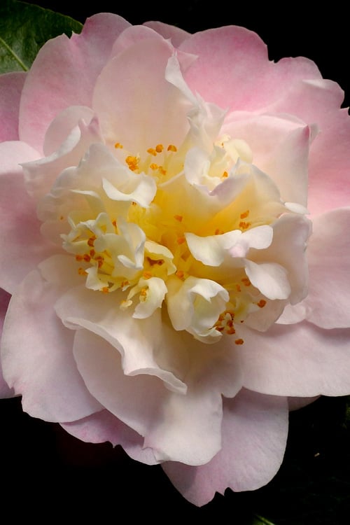  Nina Avery Camellia - 1 Gallon Pot 