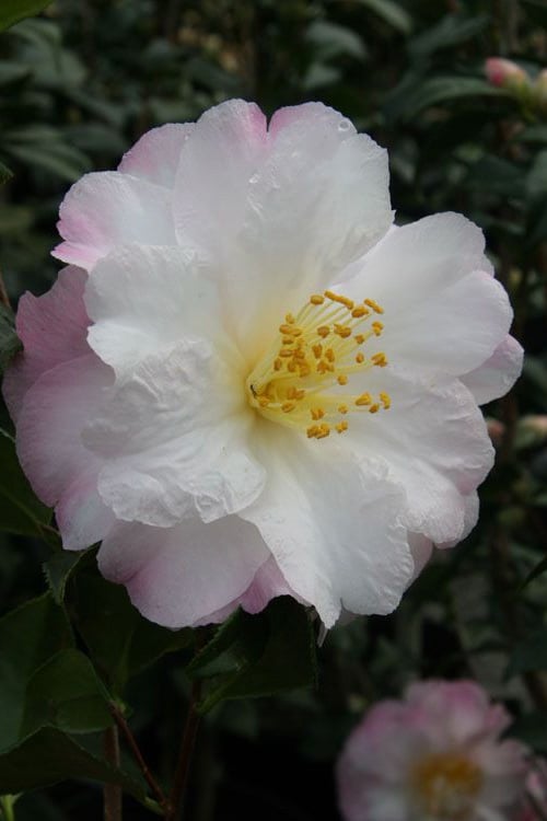  Nina Avery Camellia - 1 Gallon Pot 