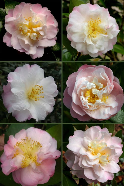  Nina Avery Camellia - 1 Gallon Pot 