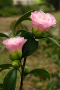  Nuccio's Pearl Camellia Japonica - 3 Gallon Pot