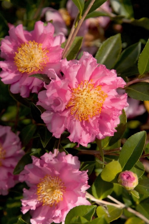  October Magic Carpet Dwarf Camellia - 2 Gallon Pot