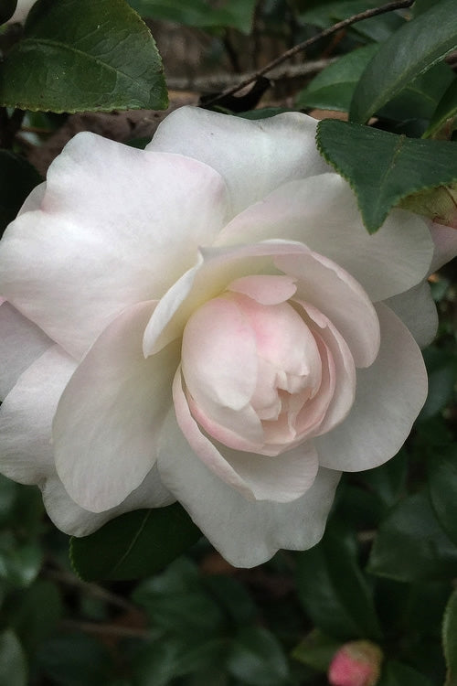  October Magic Dawn Camellia - 1 Gallon Pot