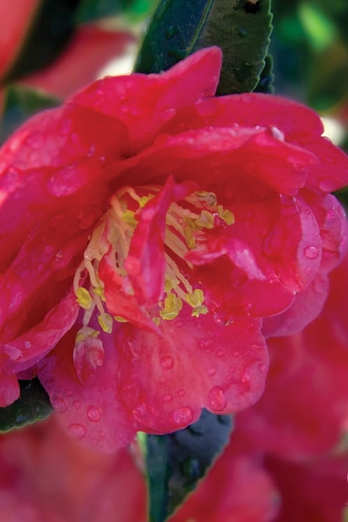  October Magic Rose Camellia - 1 Gallon Pot