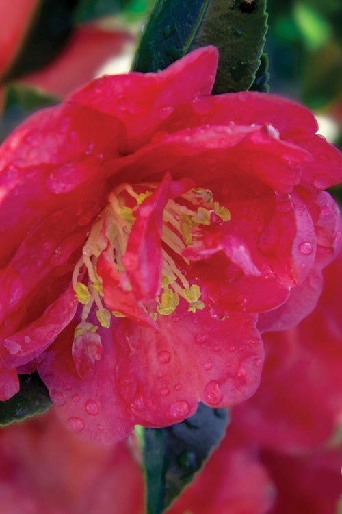  October Magic Rose Camellia - 3 Gallon Pot
