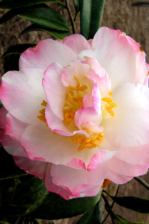  Omega Camellia Japonica - 1 Gallon Pot
