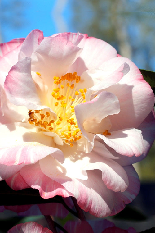  Omega Camellia Japonica - 3 Gallon Pot