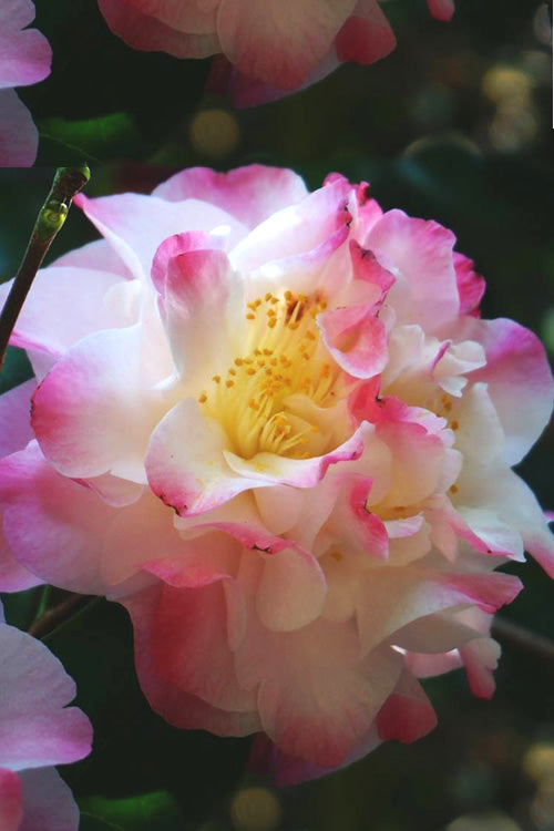  Omega Camellia Japonica - 3 Gallon Pot