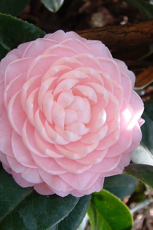  Otome Pink Camellia Japonica - 3 Gallon Pot