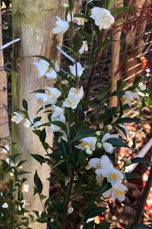  Parvilimba Camellia - 5 Gallon Pot