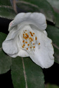  Parvilimba Camellia - 5 Gallon Pot