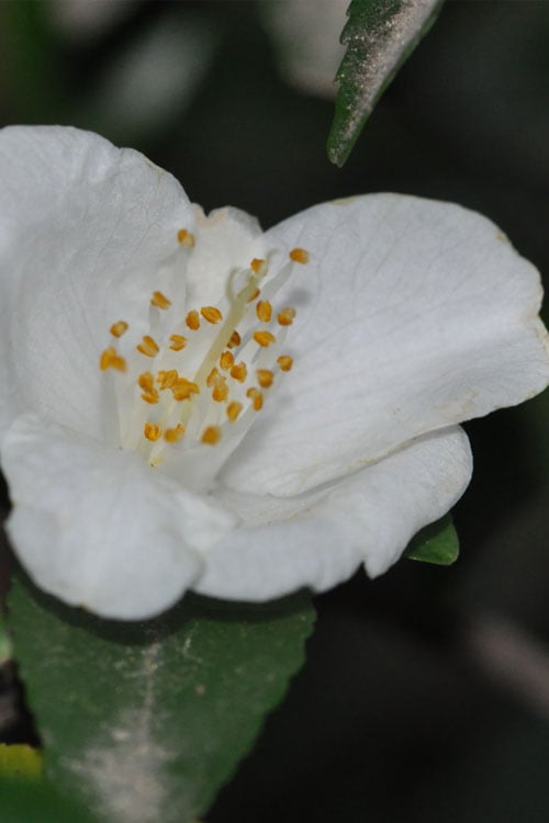  Parvilimba Camellia - 5 Gallon Pot