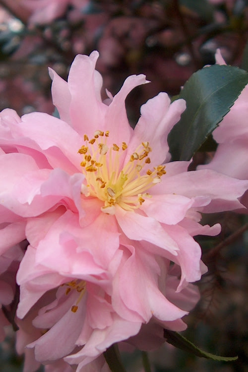  Pink Snow Camellia Sasanqua - 3 Gallon Pot