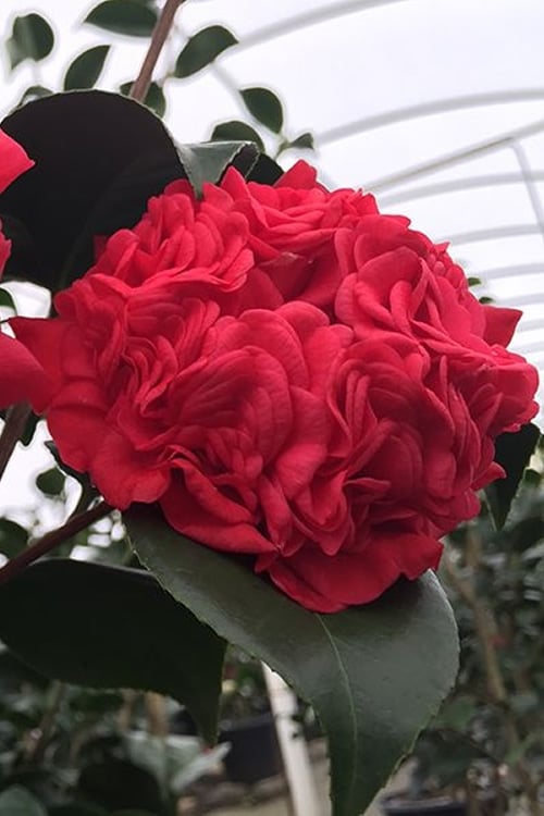  Professor Sargent Camellia Japonica - 6 Pack Of 1 Gallon Pots