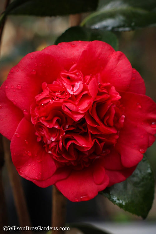  Professor Sargent Camellia Japonica - 3 Gallon Pot