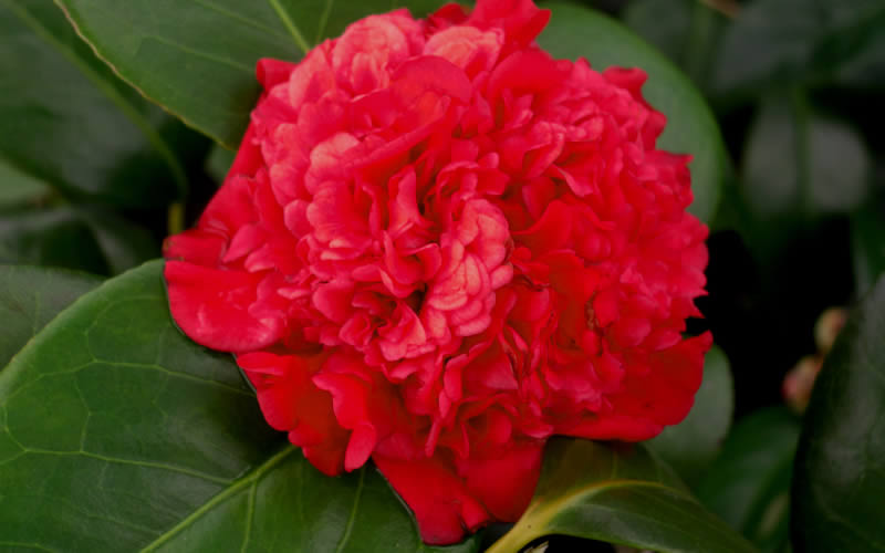  Professor Sargent Camellia Japonica - 7 Gallon Pot (3-4')