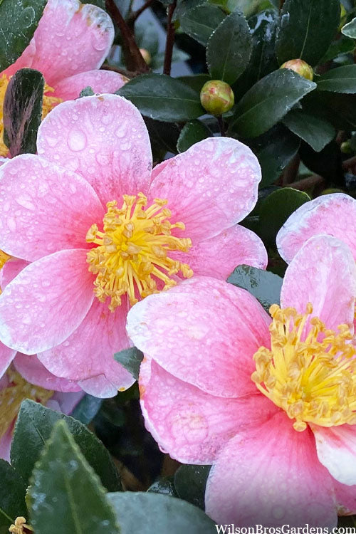  Maggie's Pink Camellia - 1 Gallon Pot