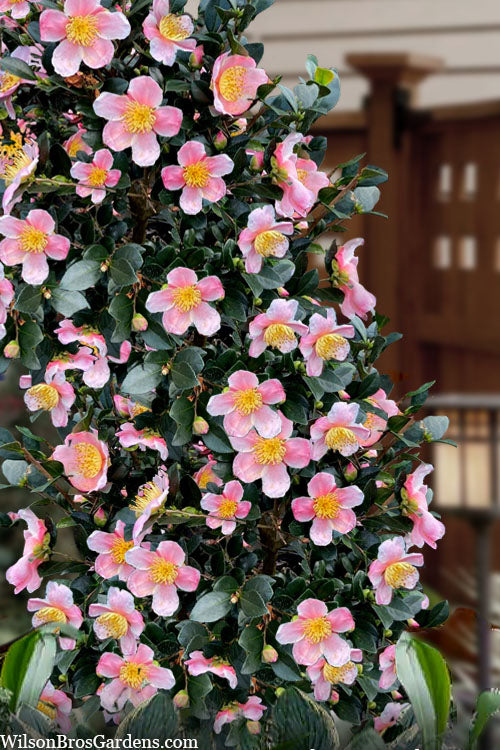  Maggie's Pink Camellia - 1 Gallon Pot