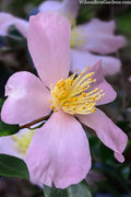  Maiden's Blush Camellia - 3 Gallon