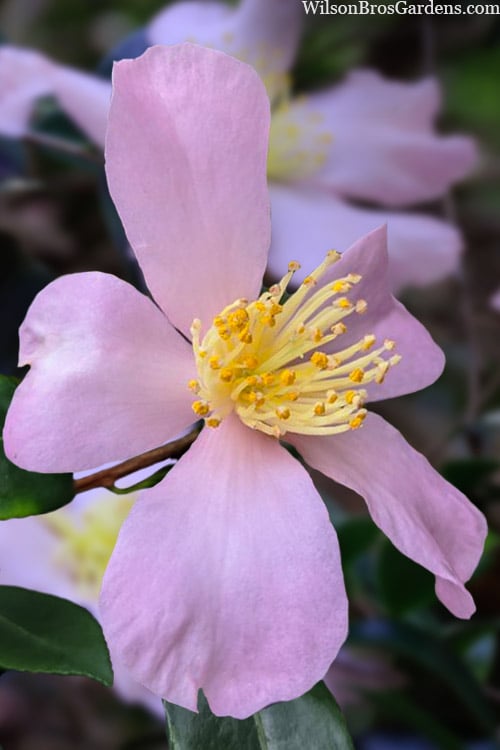  Maiden's Blush Camellia - 3 Gallon