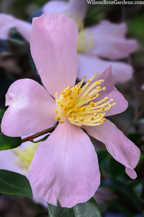  Maiden's Blush Camellia - 3 Gallon Pot