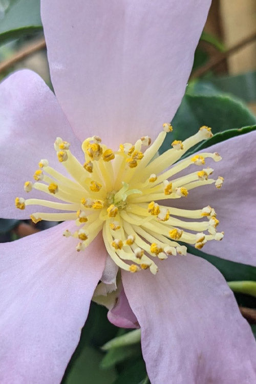  Maiden's Blush Camellia - 3 Gallon Pot