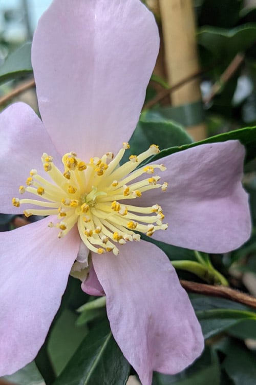  Maiden's Blush Camellia - 3 Gallon