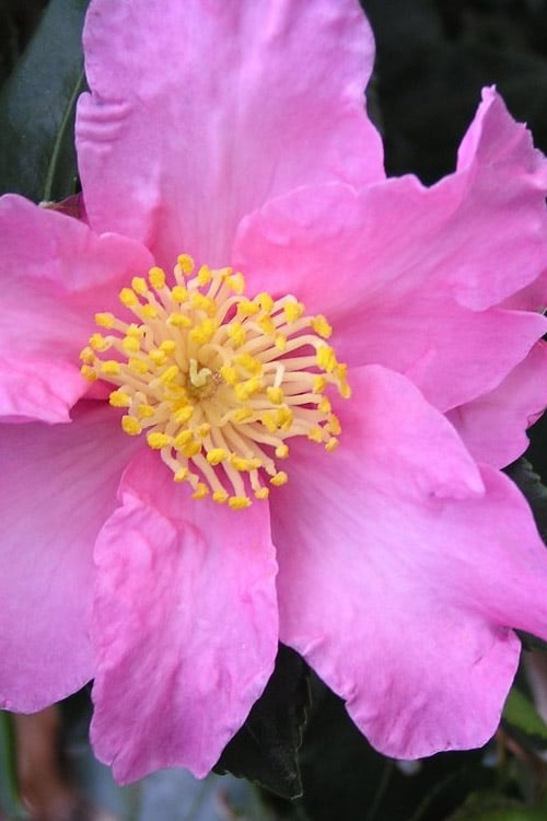  Marti Camellia - 3 Gallon Pot