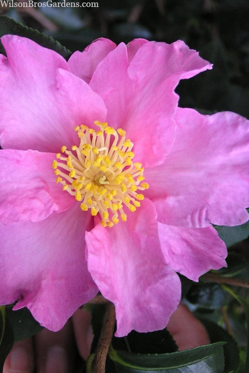  Marti Camellia - 3 Gallon Pot