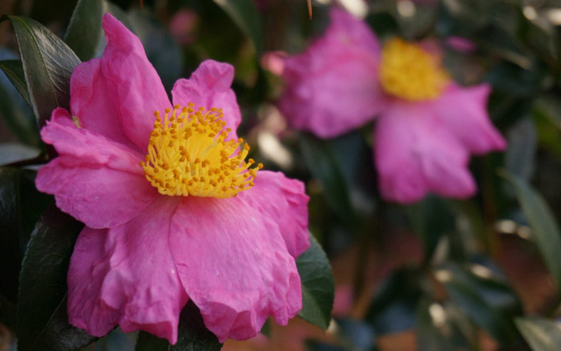  Pink Serenade Camellia - 3 Gallon Pot