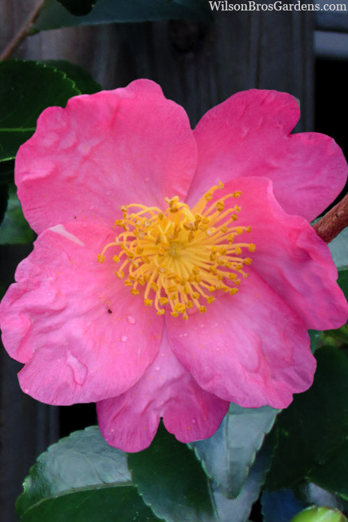  Pink Serenade Camellia - 3 Gallon Pot