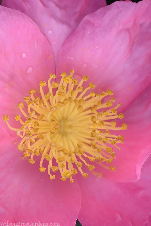  Pink Serenade Camellia - 3 Gallon Pot
