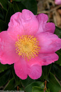  Pink Serenade Camellia - 3 Gallon Pot