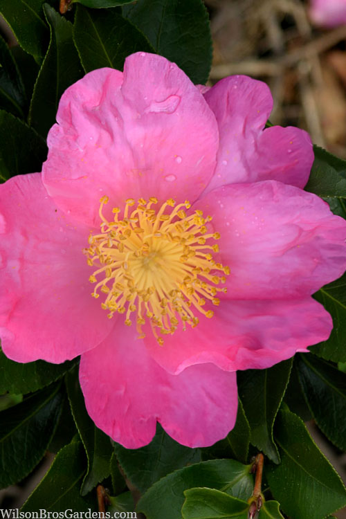  Pink Serenade Camellia - 3 Gallon Pot