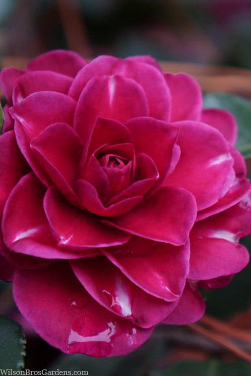  Purple Haze Camellia - 1 Gallon Pot 