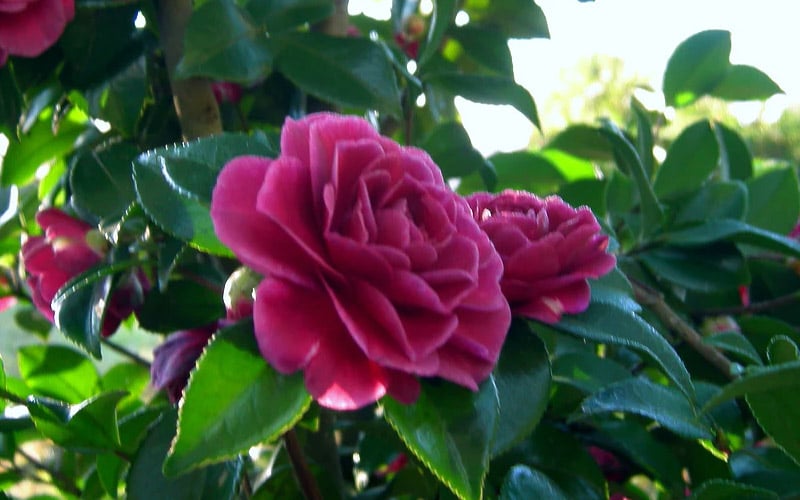  Purple Haze Camellia - 1 Gallon Pot 