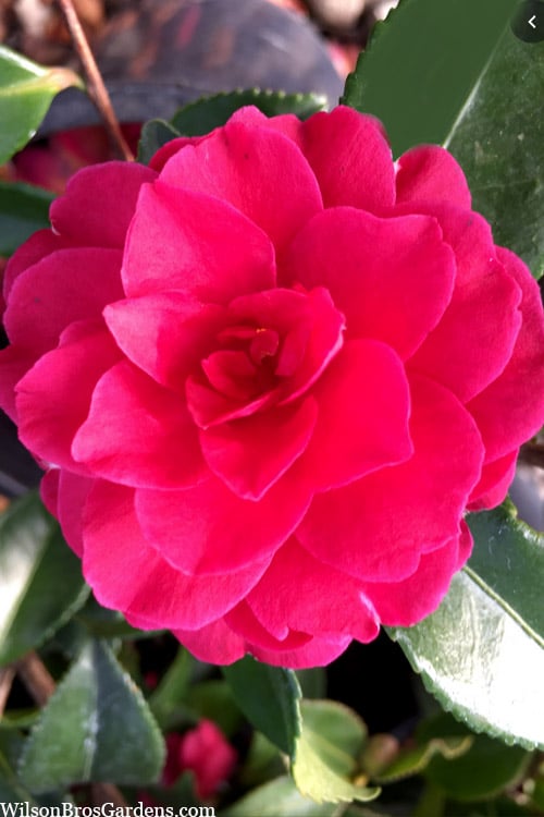  Purple Haze Camellia - 1 Gallon Pot 