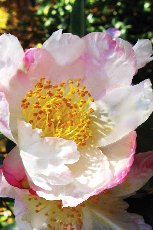  Sweet October Fragrant Camellia - 3 Gallon Pot