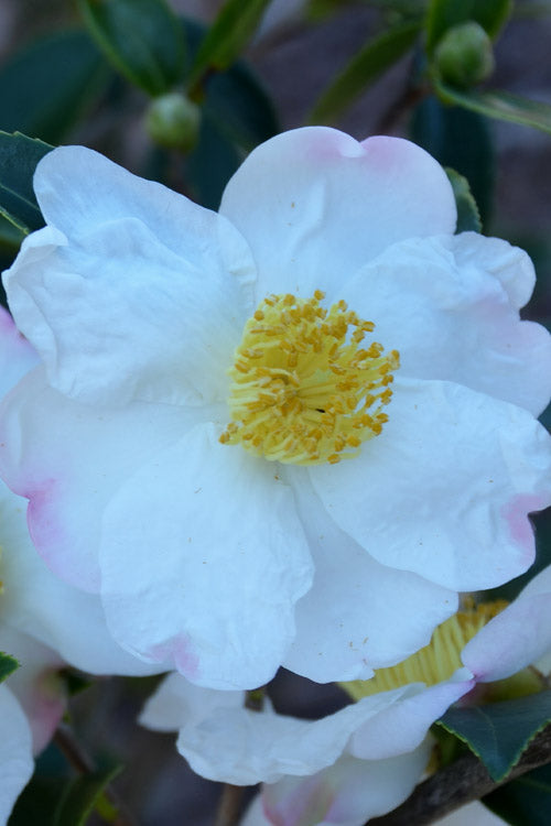  Sweet October Fragrant Camellia - 3 Gallon Pot