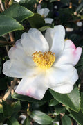  Sweet October Fragrant Camellia - 3 Gallon Pot