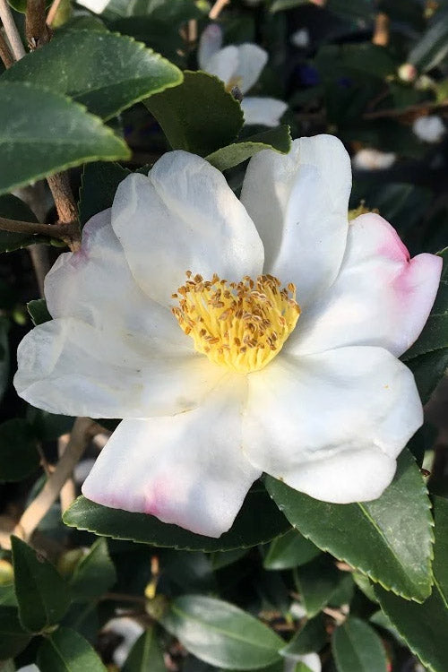  Sweet October Fragrant Camellia - 3 Gallon Pot