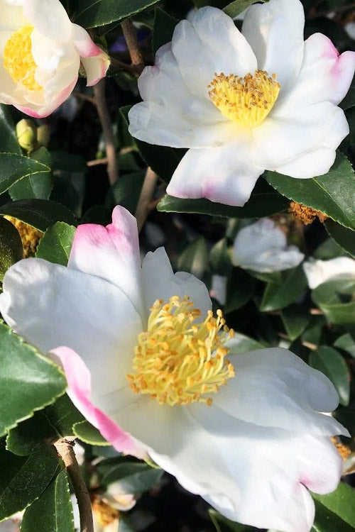  Sweet October Fragrant Camellia - 3 Gallon Pot